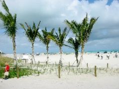 Windy palms, Miami Beach