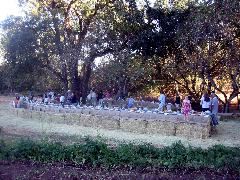 The table under the oaks