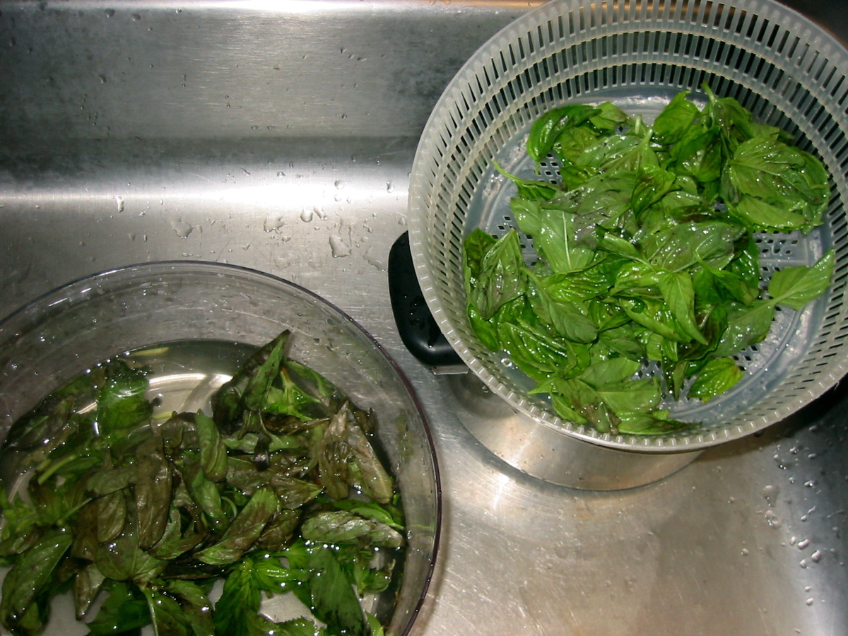 Washing the basil