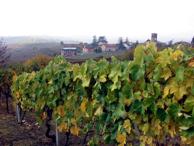 Rampi Grapevines