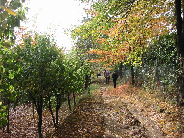 Walk to the grove