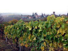 Rampi Grapevines