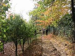 Walk to the grove
