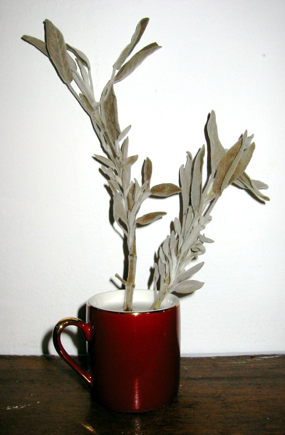 Salvia