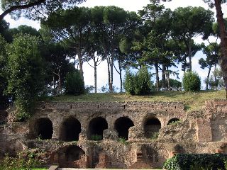 Palatine pines