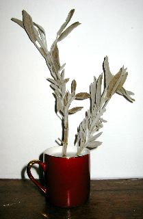 Salvia