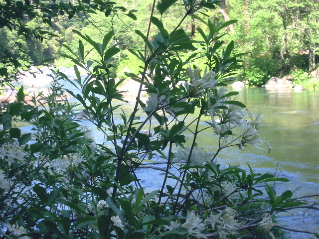 Wild Honeysuckle