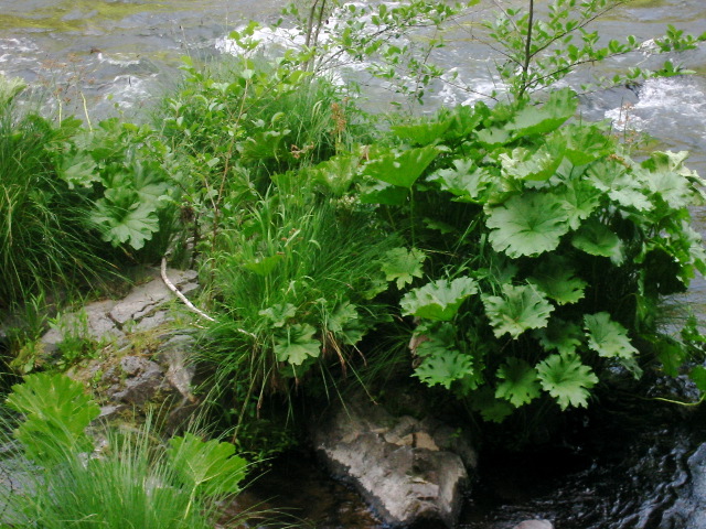 McCloud Flora