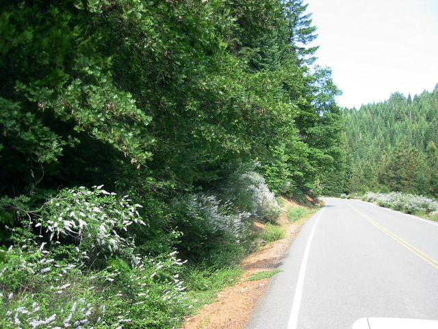 Ceanothus along the road