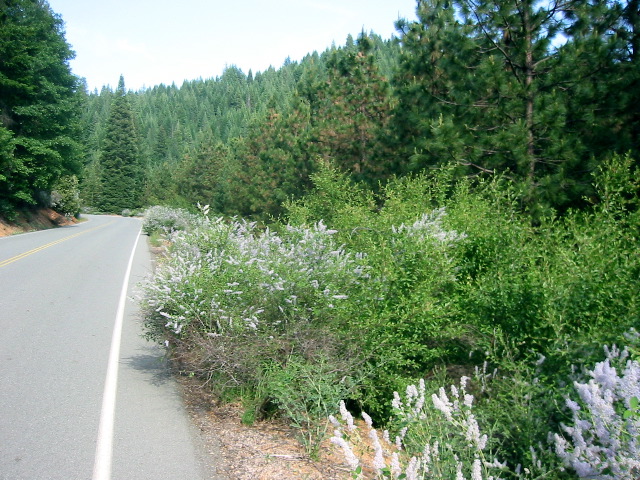 Ceanothus along the road