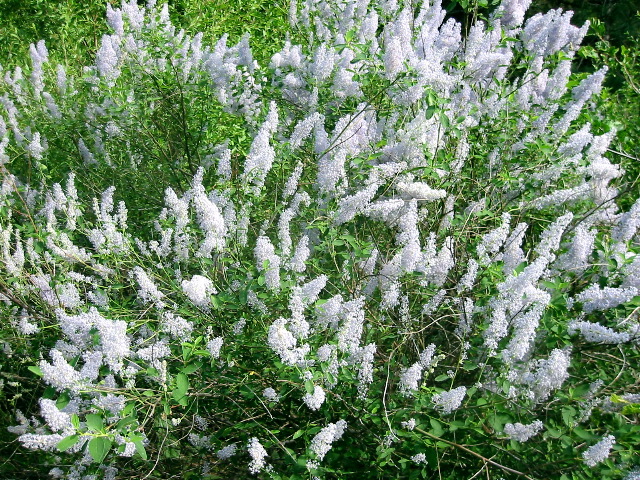 Ceanothus