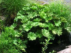 Foliage near shore