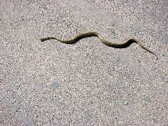 Snake on the road