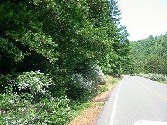 Ceanothus along the road