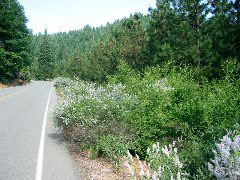 Ceanothus along the road