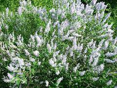 Ceanothus