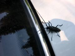 Beetle, Lower Falls
