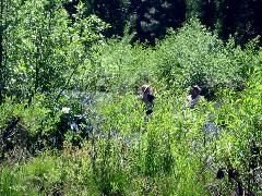 Fishing in the McCloud