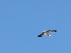 Avila: Stork in sky