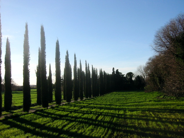 Cypress alley near Tivoli