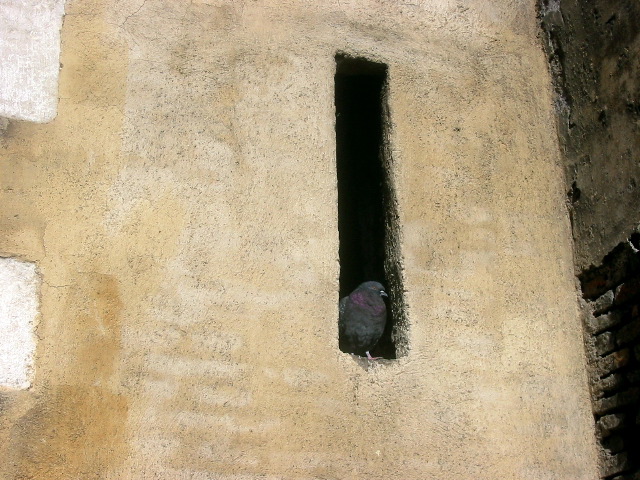 pigeon in wall