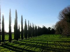 Cypress alley near Tivoli