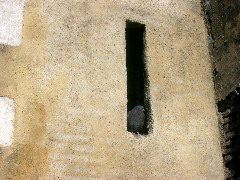 pigeon in wall