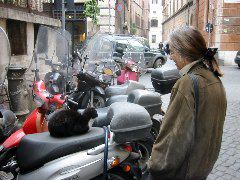 Lindsey, cat, motorini